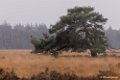 2016-02-21 Strabrechtse Heide